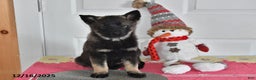 Norwegian Elkhound dogs for sale: Lucy - Ad 3