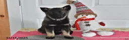 Norwegian Elkhound dogs for sale: Lucy - Ad 3