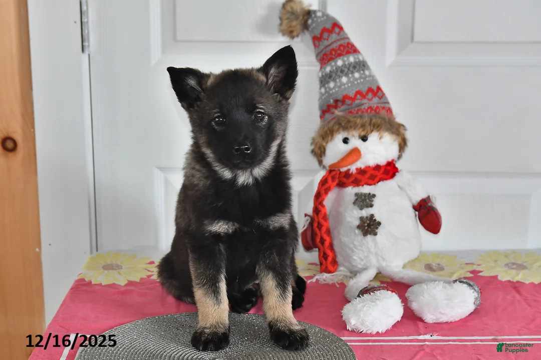 Norwegian Elkhound dogs for sale: Lucy - Ad 3