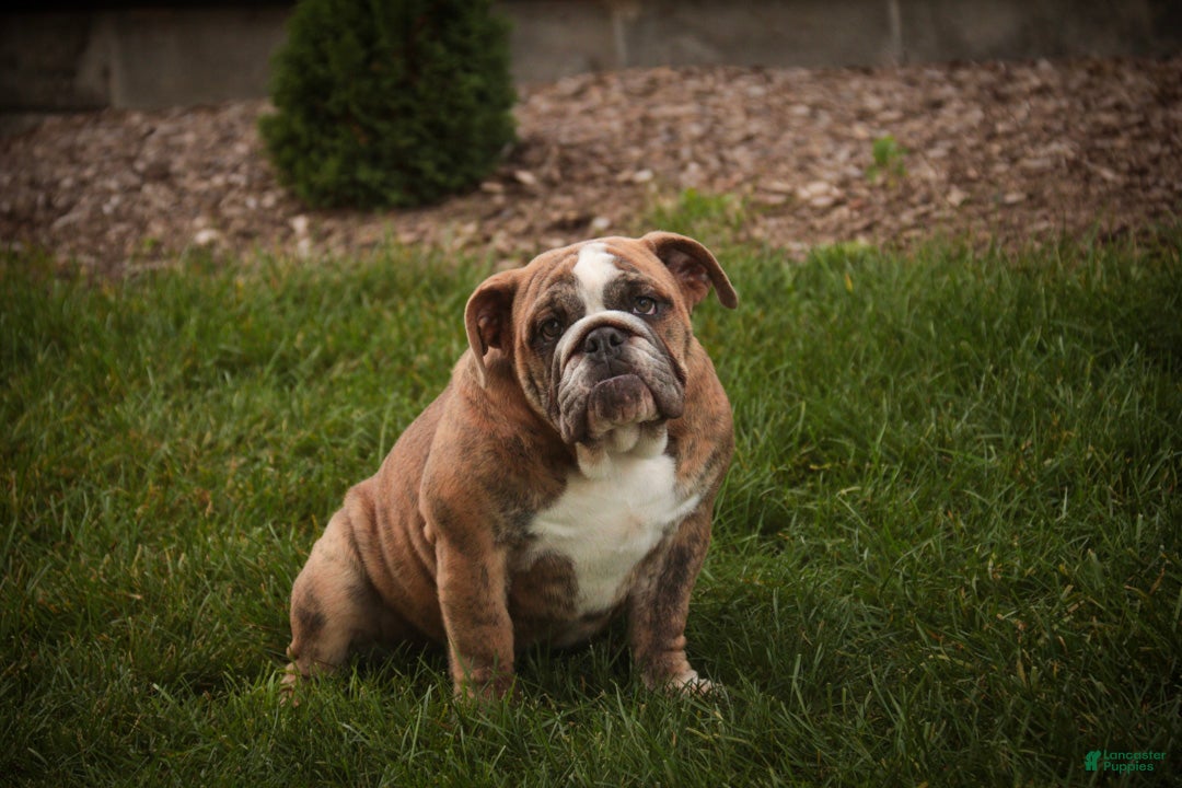 English Bulldog dogs for sale: Delsie English Bulldog leash trained and crate trained - Ad 1