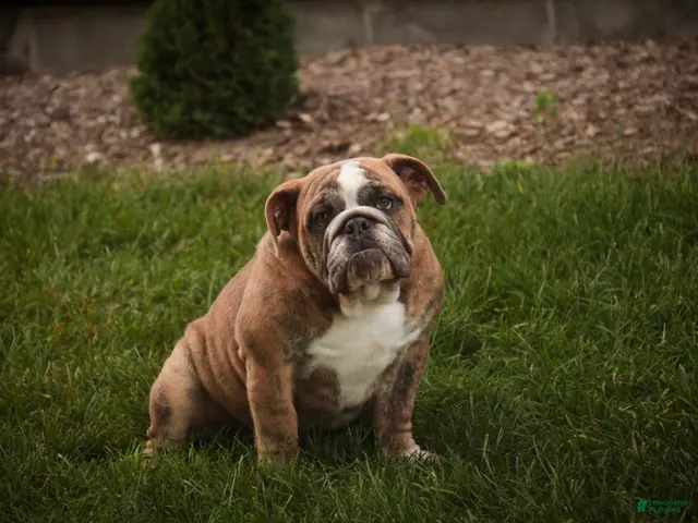 English Bulldog dogs for sale: Delsie English Bulldog leash trained and crate trained - Ad 1