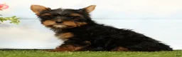 Yorkshire Terrier dogs for sale: Josie - Ad 3