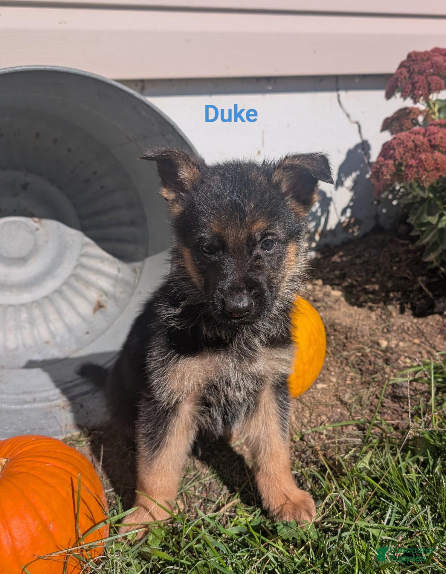 German Shepherd dogs for sale: Duke - Ad 37