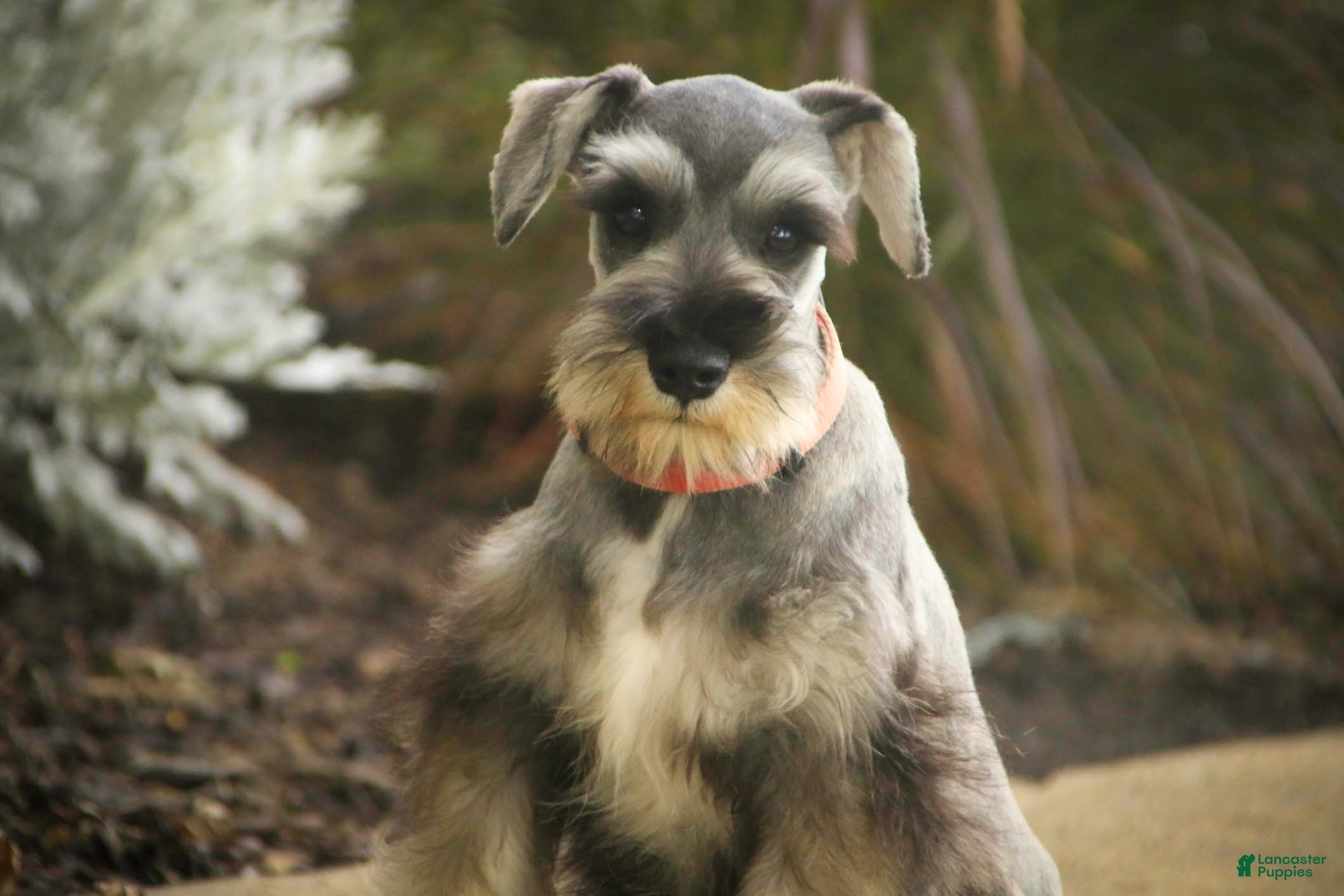 Miniature Schnauzer dogs Quest Miniature Schnauzer (crate and leash Trained) - Ad 1