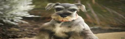 Miniature Schnauzer dogs for sale: Quest Miniature Schnauzer (crate and leash Trained) - Ad 7