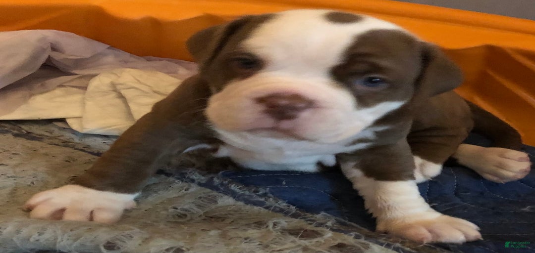 Gallery Image {{count}}