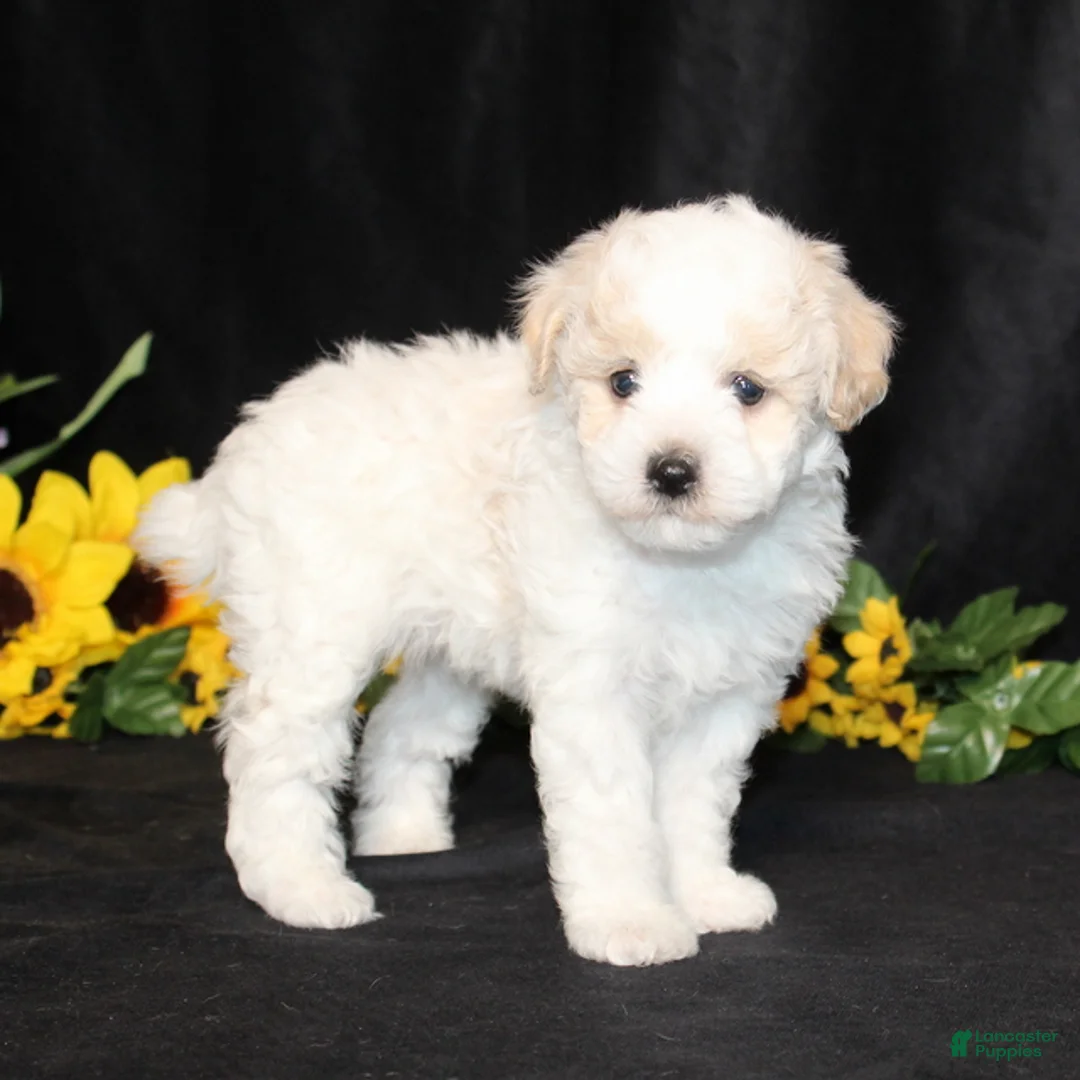 Bichpoo dogs for sale: Daisies TOY - Ad 2