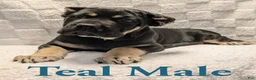 Cane Corso dogs for sale: Teal  - Ad 3