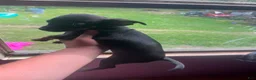 Mixed Breed dogs for sale: Chihuahua miniature pinscher - Ad 4