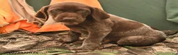 German Shorthaired Pointer dogs for sale: Shane - Ad 3