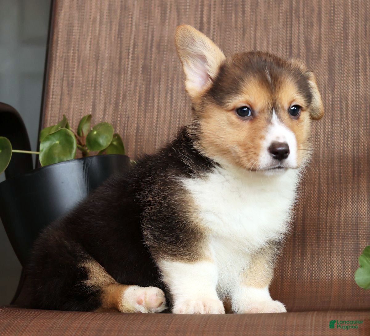 Welsh Corgi Pembroke dogs Callie - Ad 2