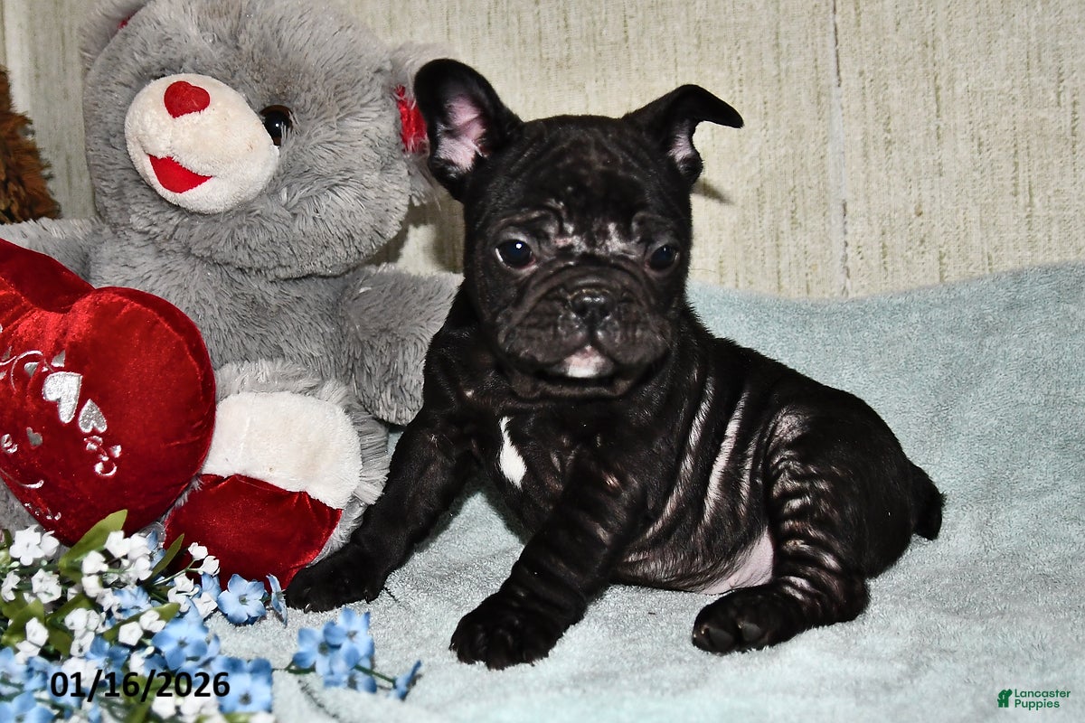 French Bulldog dogs Hershey - Ad 2