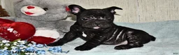 French Bulldog dogs for sale: Hershey - Ad 2