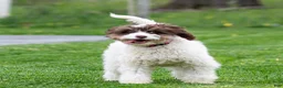 Cavapoo dogs for sale: Snickerdoodle Cavapoo Puppy  - Ad 13