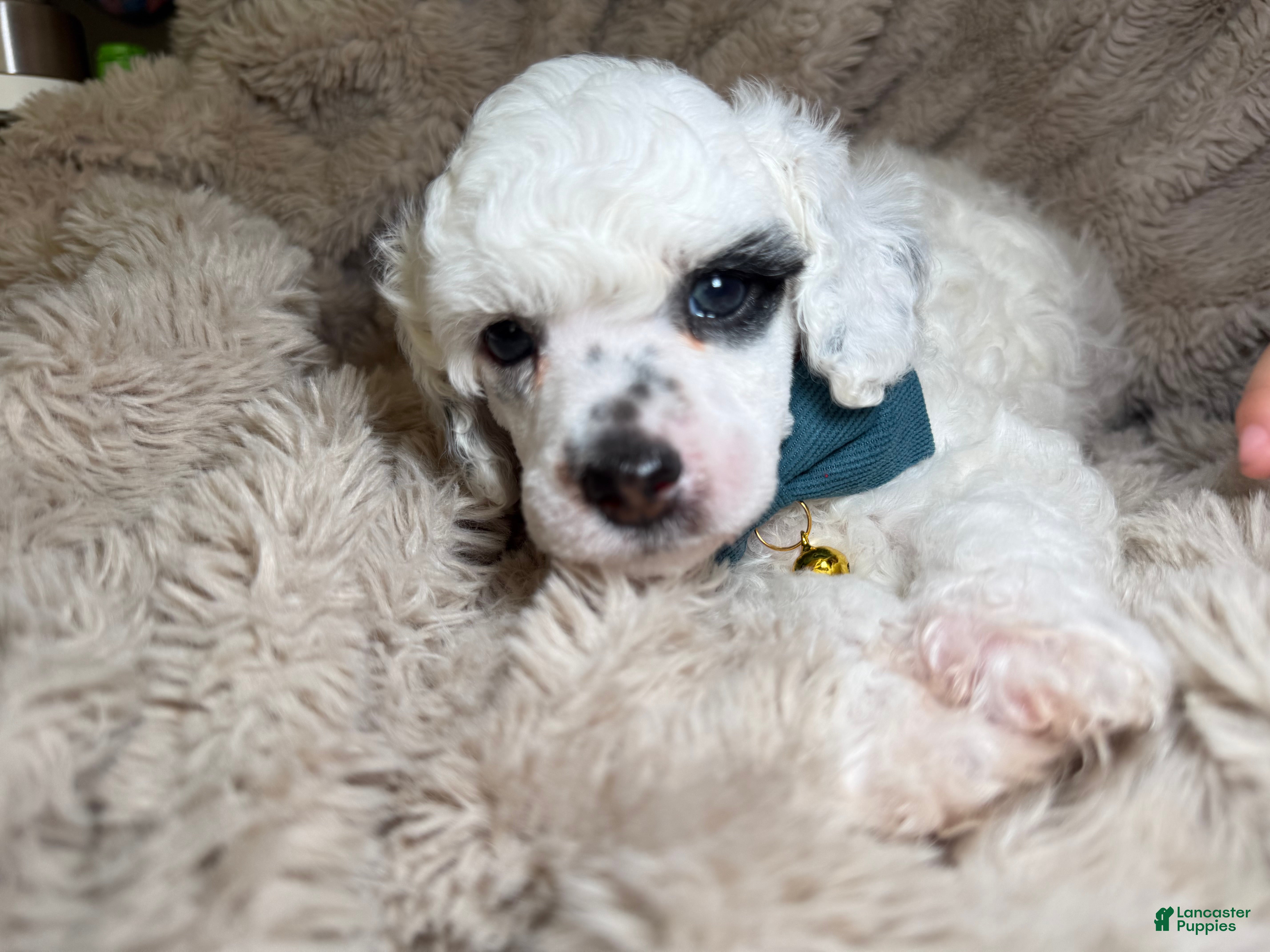 Toy Poodle dogs AKC petey - Ad 25