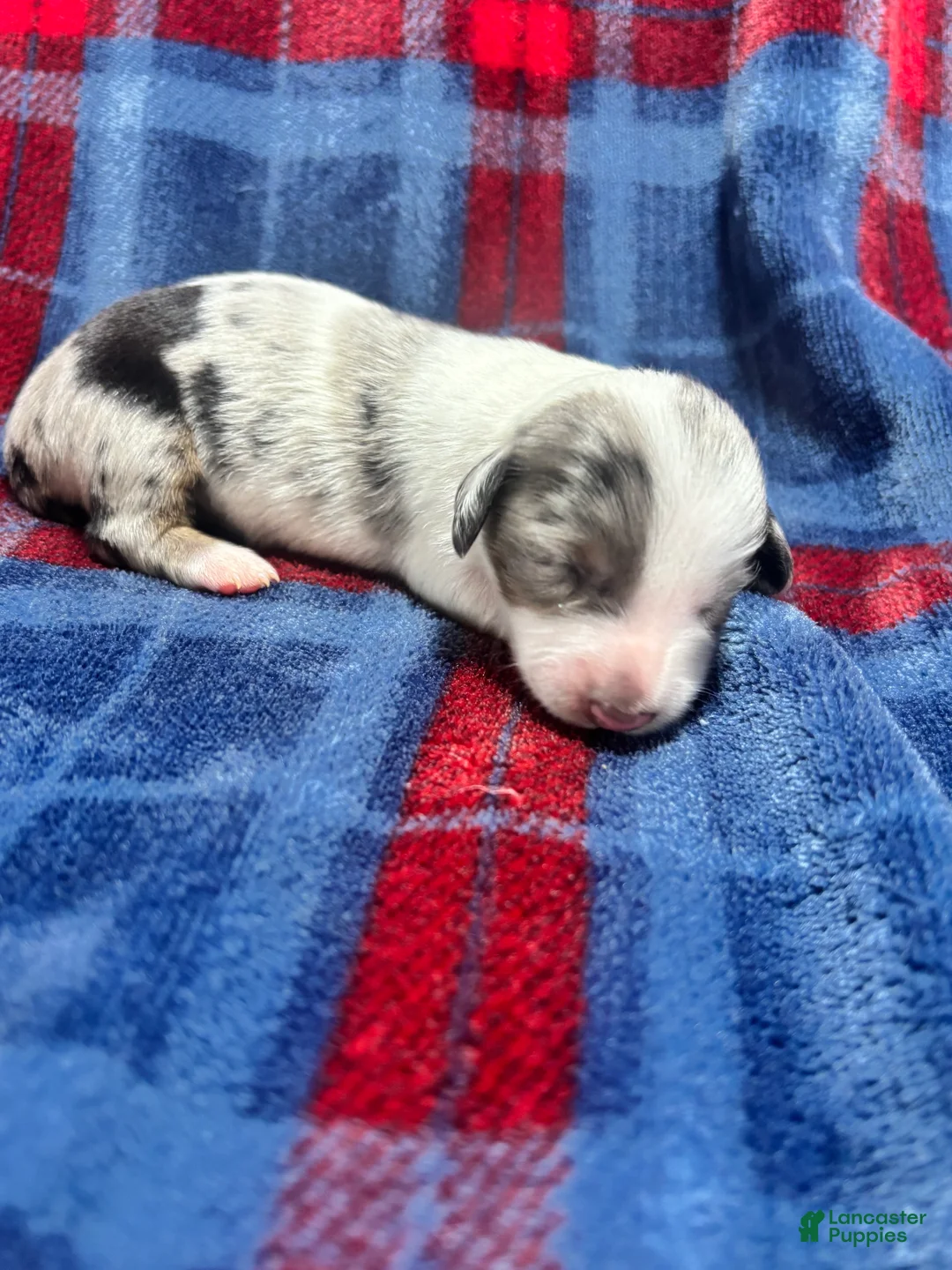 Dachshund dogs for sale: Dachshund 4 - Ad 1