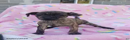Mixed Breed dogs for sale: Pansy - Ad 1