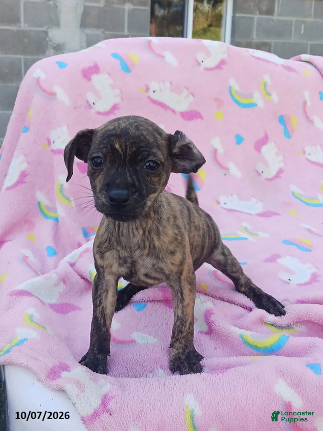 Mixed Breed dogs for sale: Pansy - Ad 1
