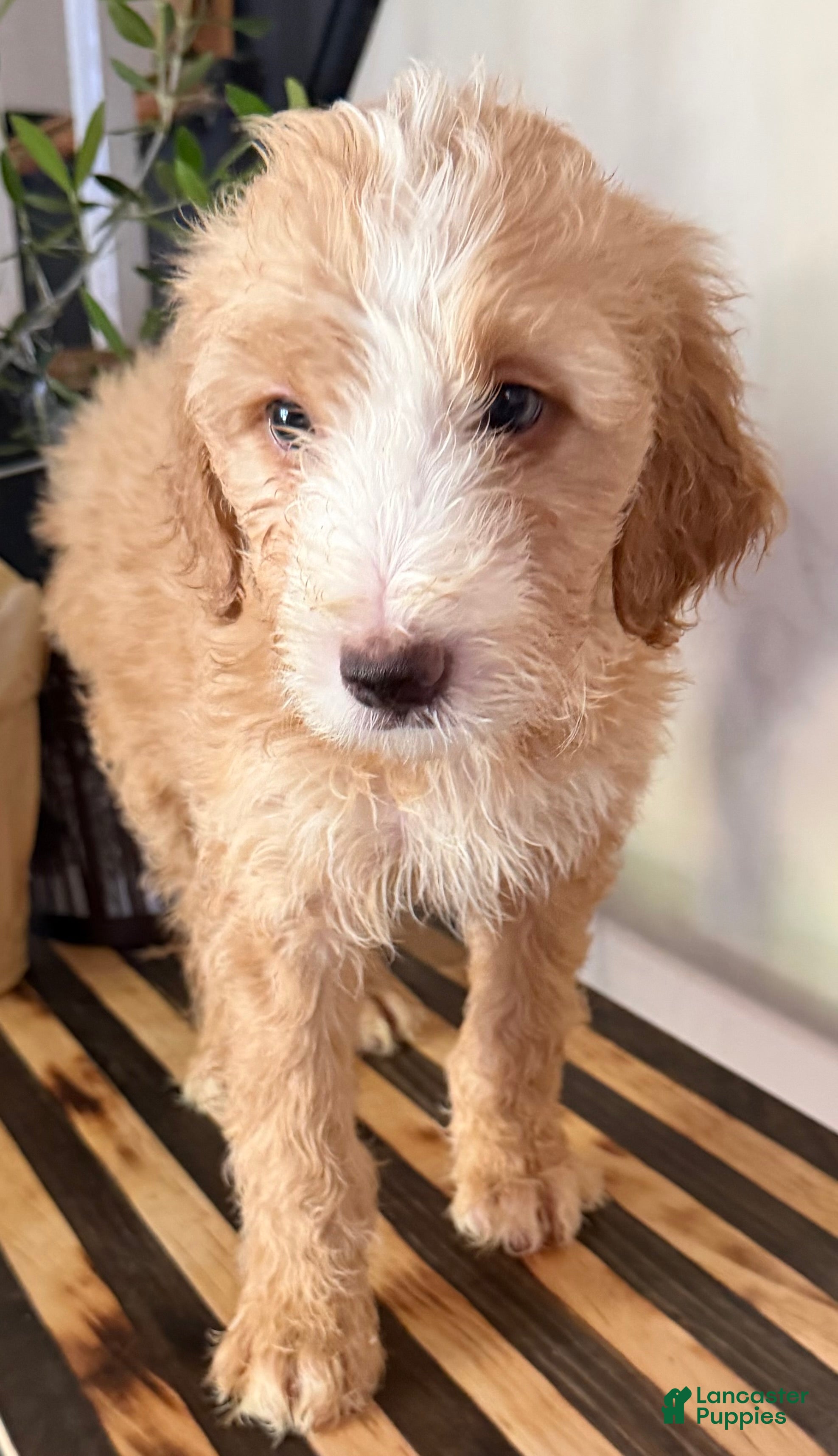 Mini Goldendoodle dogs Milo - Ad 2