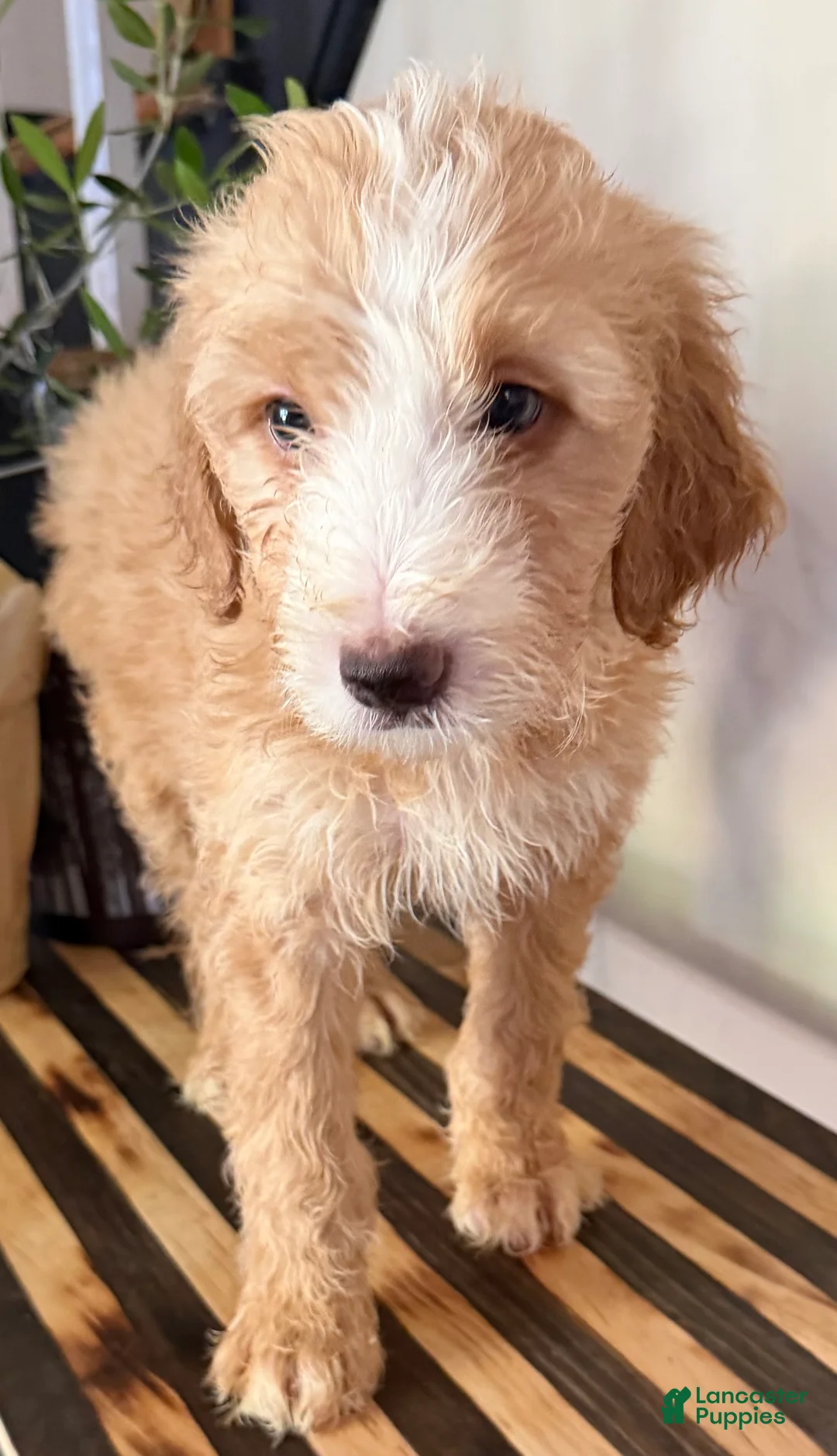 Mini Goldendoodle dogs for sale: Milo - Ad 2