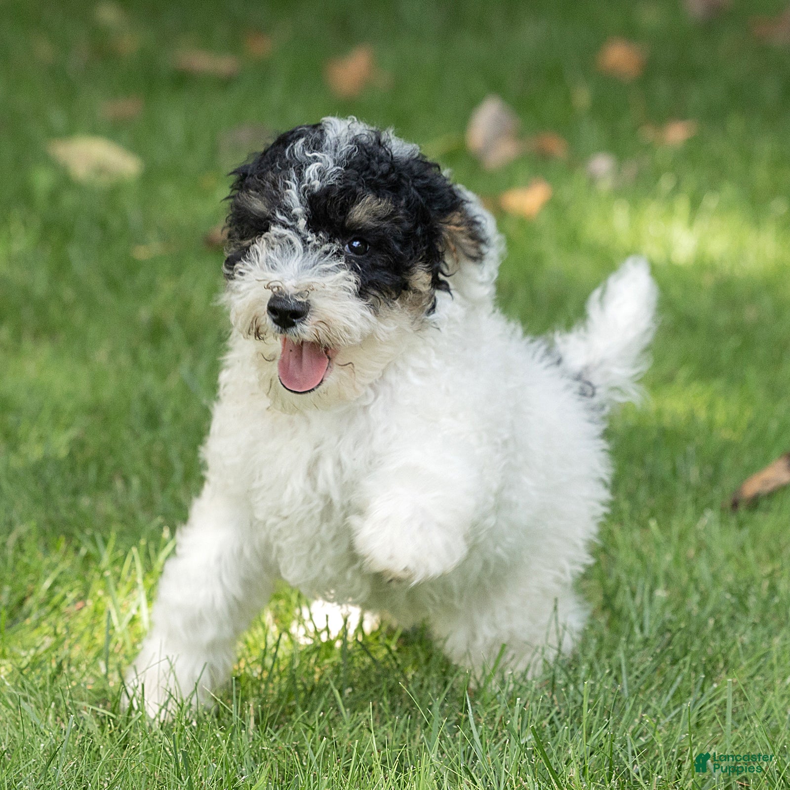 Miniature Poodle dogs Spike Miniature Poodle  - Ad 1