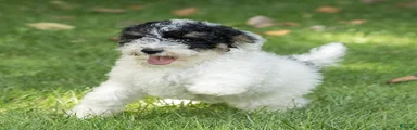 Spike Miniature Poodle 