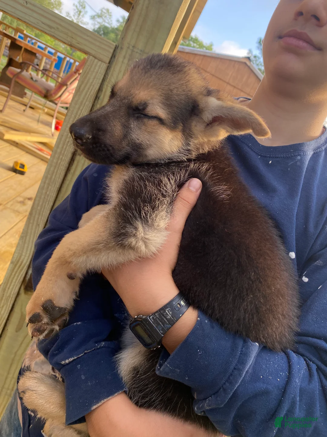 German Shepherd dogs for sale: German Shepherd 3 - Ad 2