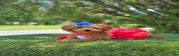 Goldendoodle dogs for sale: Cherry Couture - Ad 1