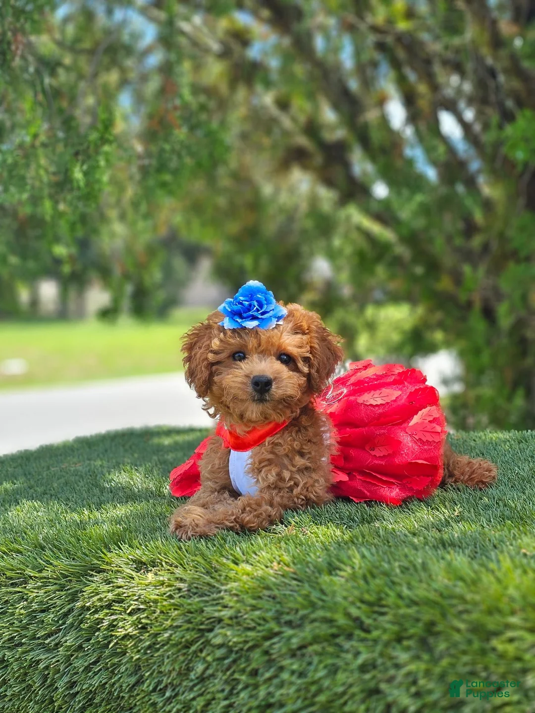 Goldendoodle dogs for sale: Cherry Couture - Ad 1