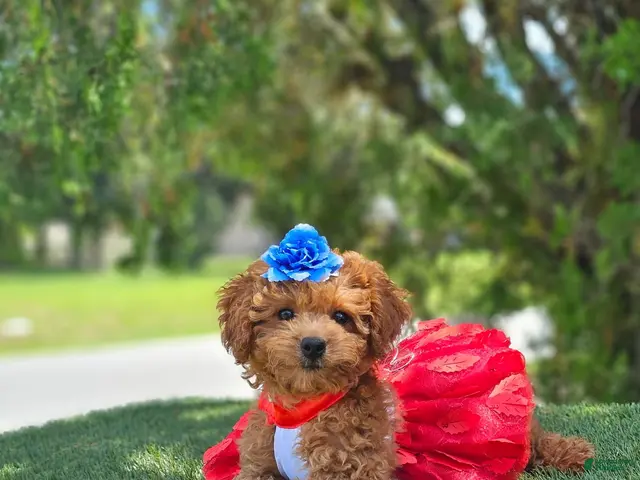 Goldendoodle dogs for sale: Cherry Couture - Ad 1