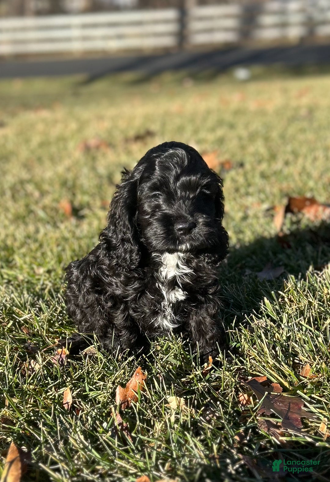 Cockapoo dogs for sale: Vesper - Ad 1