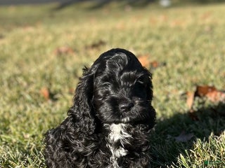 Cockapoo dogs Vesper - Ad 19