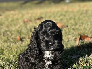 Cockapoo dogs Vesper - Ad 40