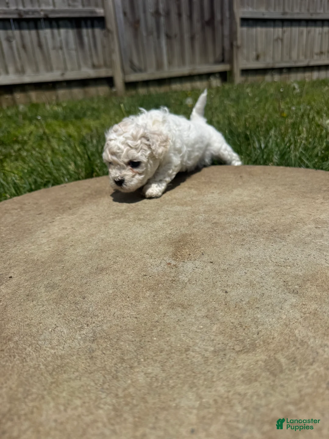 Teddy Bear dogs for sale: Teddy Bear white - Ad 2