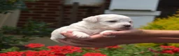 Bichon Frise dogs for sale: Boots - Ad 3