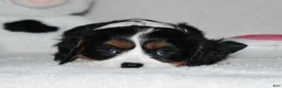 Cavalier King Charles Spaniel dogs for sale: Ugo  - Ad 4