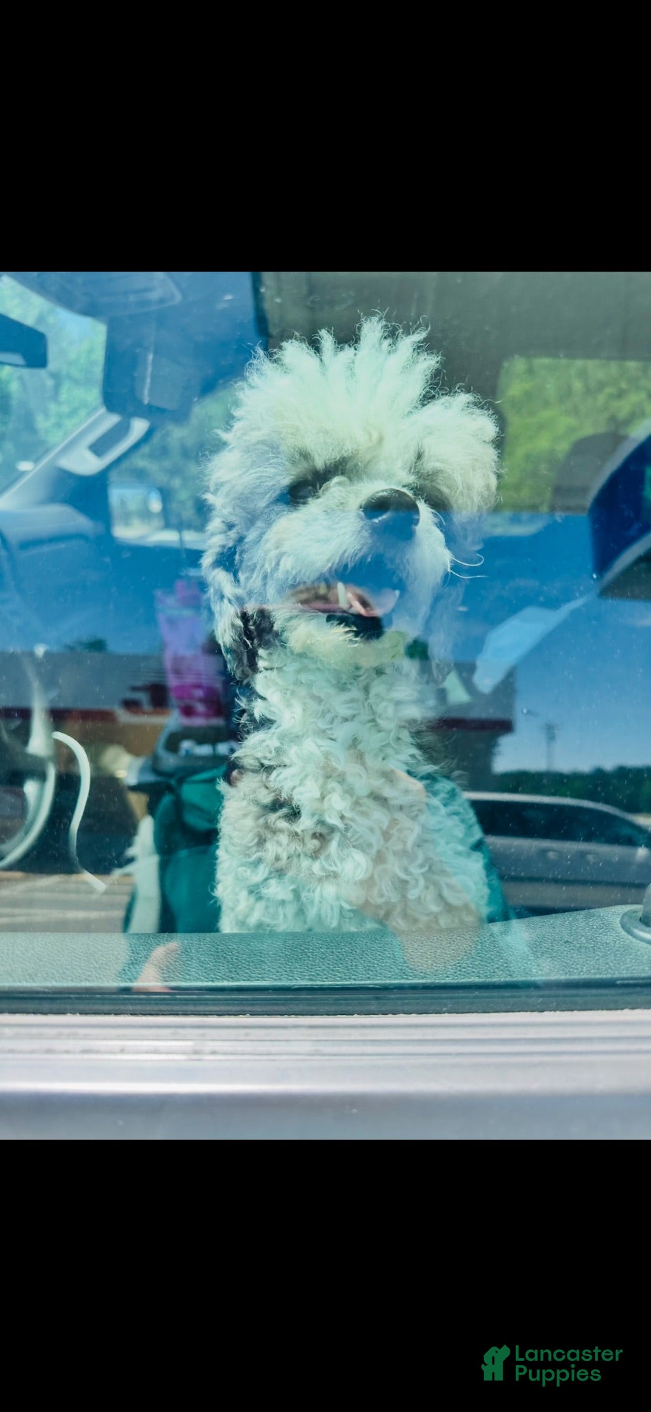 Toy Poodle dogs Toy Poodle 1 - Ad 2