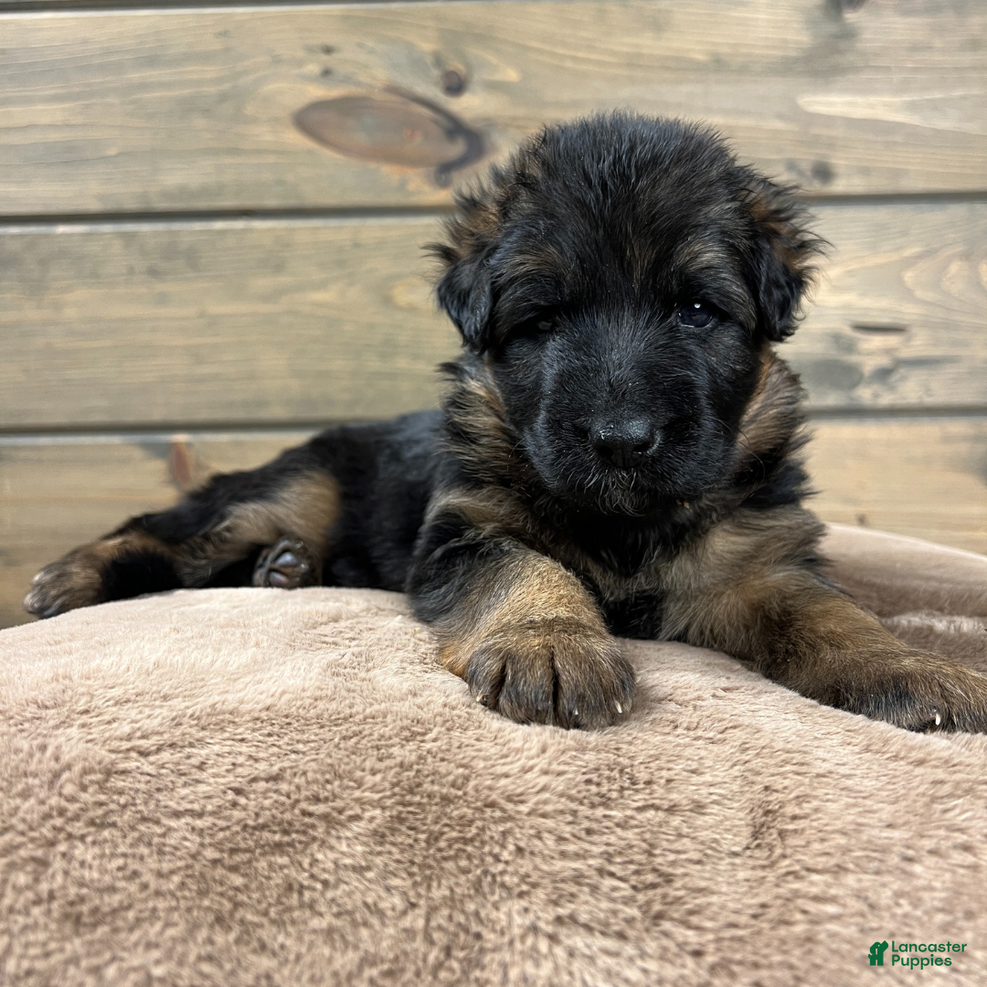 German Shepherd dogs Babette - Ad 29