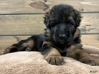 German Shepherd dogs Babette - Ad 29