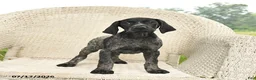 German Shorthaired Pointer dogs for sale: Dahlia - Ad 5