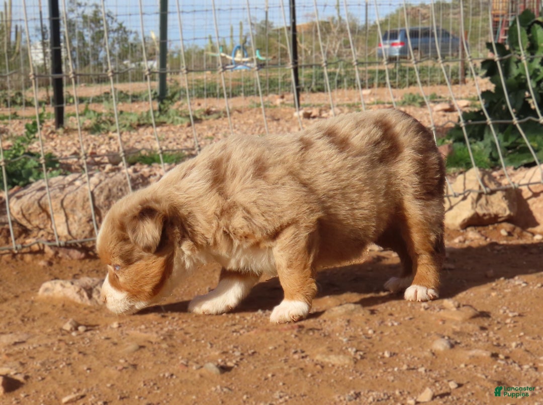 Miniature Australian Shepherd dogs for sale: Second red merle girl with blue eyes - Ad 3