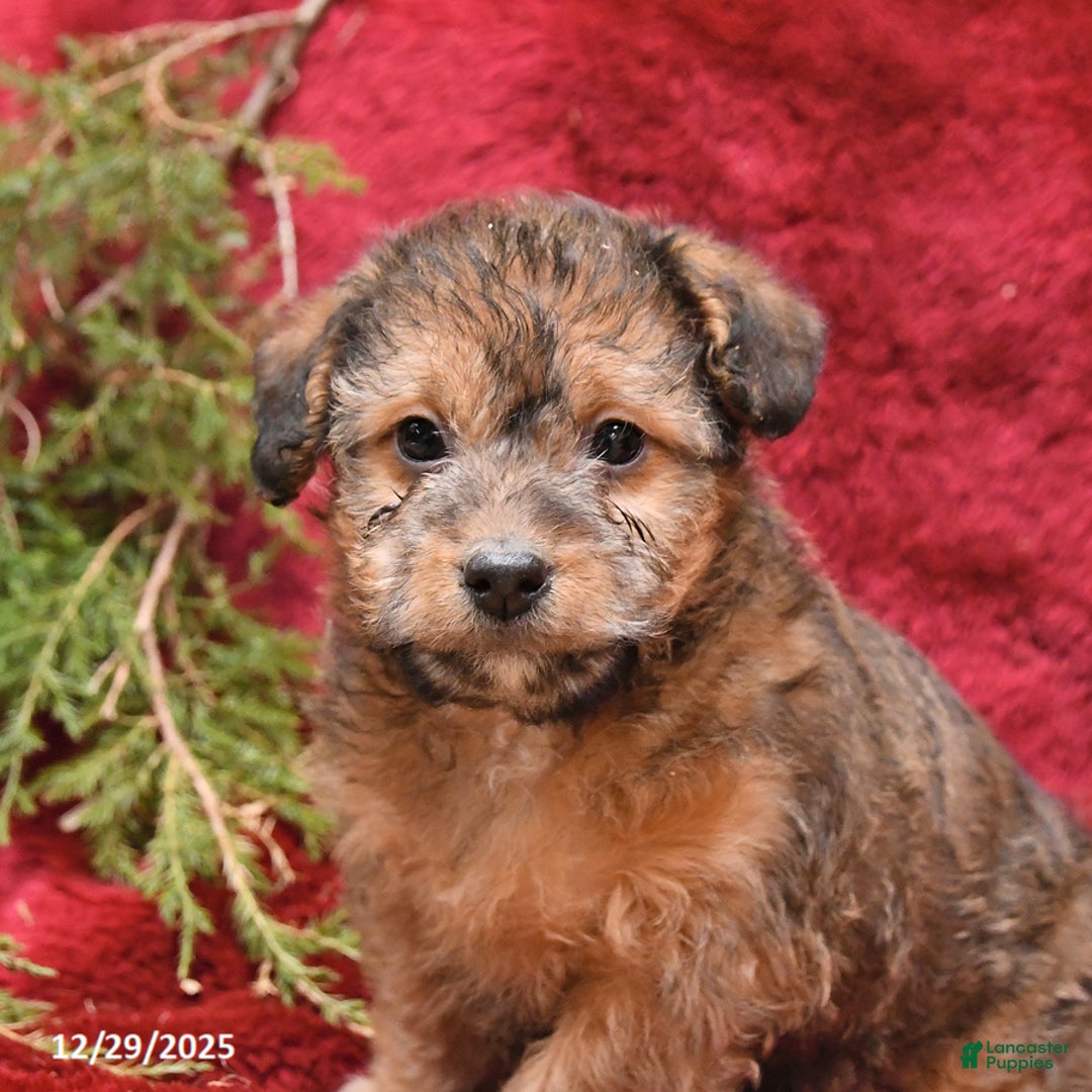 Mixed Breed dogs for sale: Puff - Ad 5