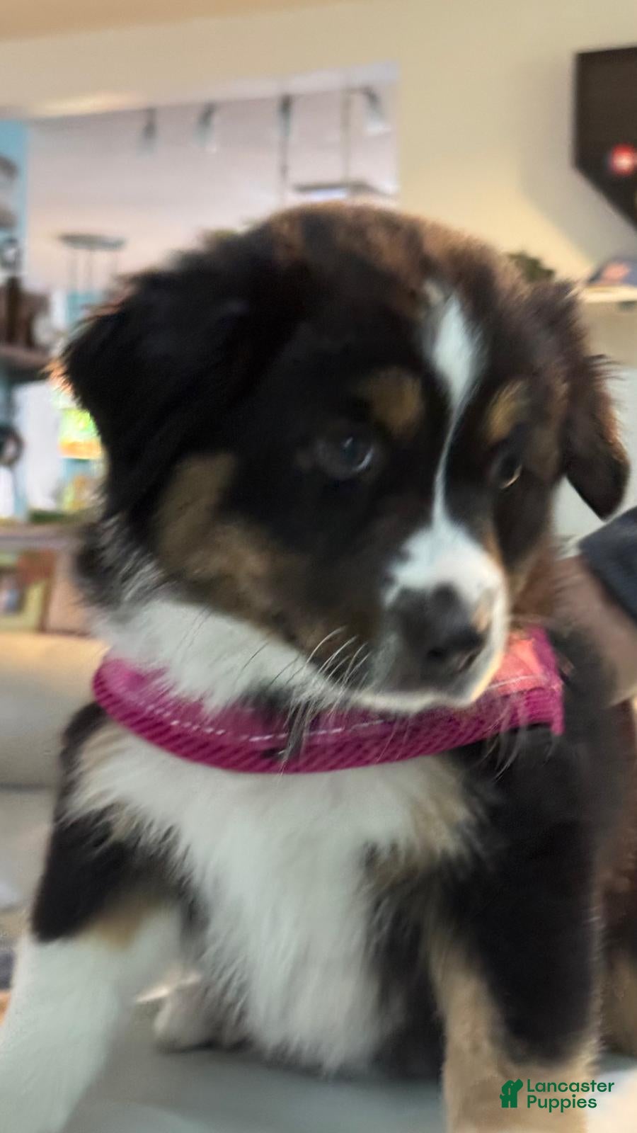 Miniature Australian Shepherd dogs Miniature Australian Shepherd Puppy 3 - Ad 24