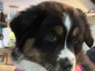 Miniature Australian Shepherd dogs Miniature Australian Shepherd Puppy 3 - Ad 24