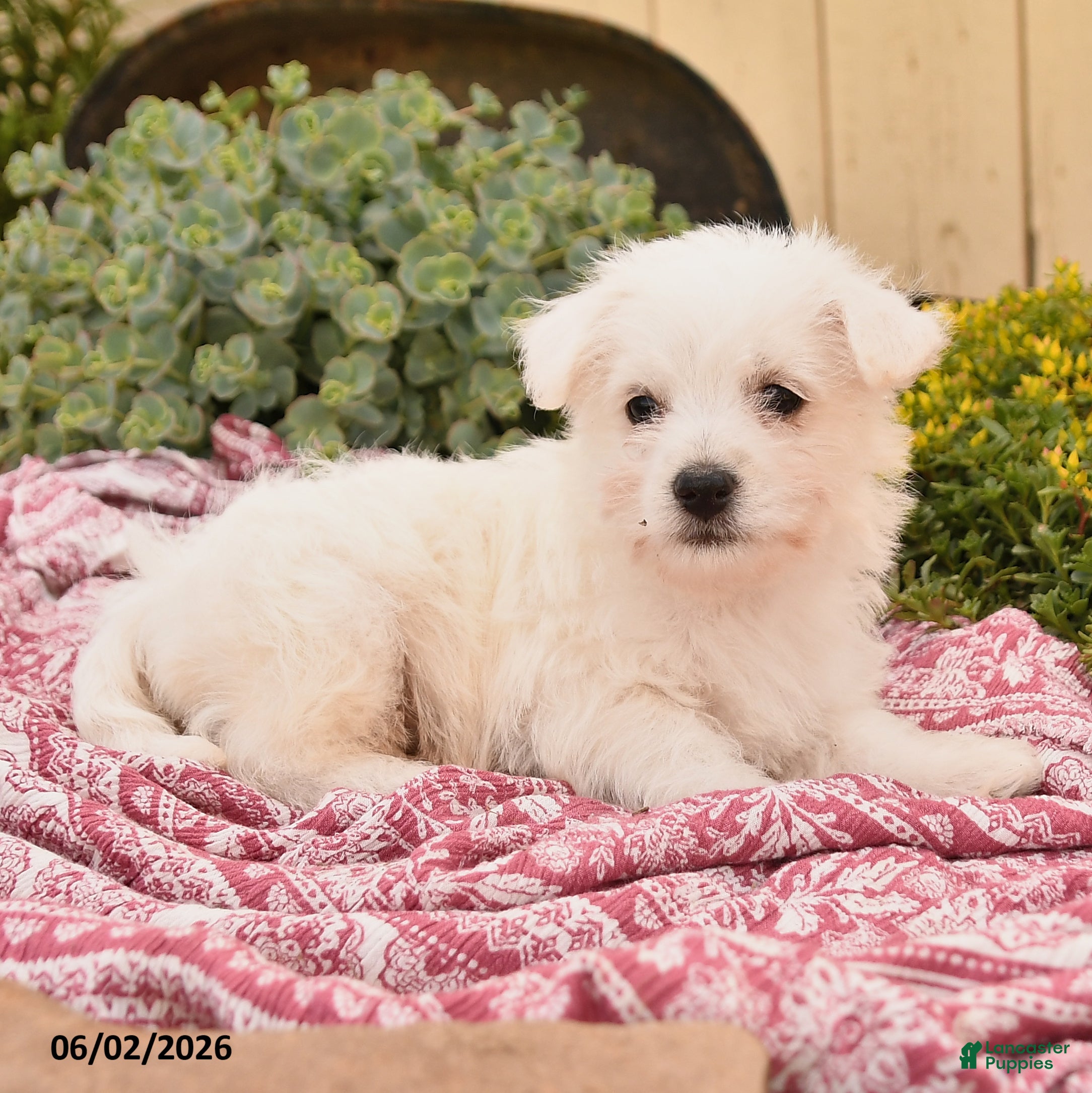 Westiepoo dogs for sale: Queenie - Ad 3