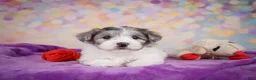 Maltipoo dogs for sale: Woody - Ad 9