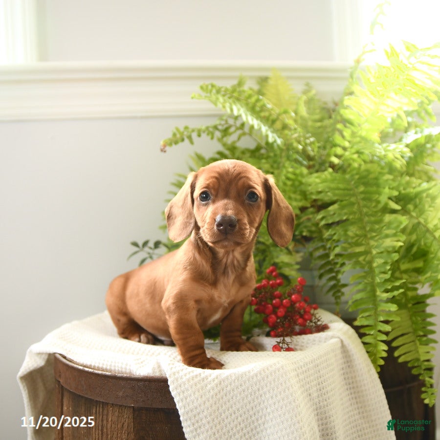 Miniature Dachshund dogs Tippy - Ad 5