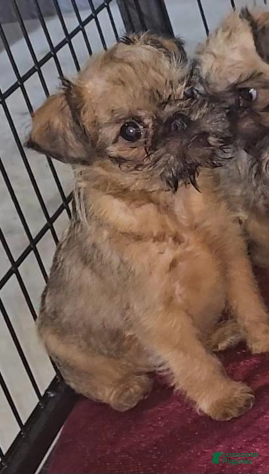 Brussels Griffon dogs for sale: Brussels Griffon Puppy 1 - Ad 1
