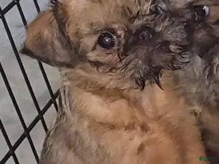 Brussels Griffon dogs Brussels Griffon Puppy 1 - Ad 2