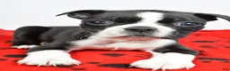 Boston Terrier dogs for sale: Cassidy - Ad 8